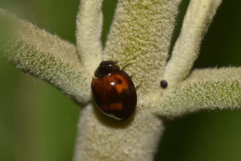 Exochomus quadripustulatus, Coccinellidae